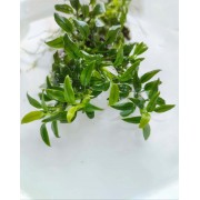 Анубіас Чилі